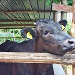 La Chiana Séjour à la ferme Vico Equense