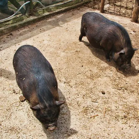 La Chiana Vico Equense